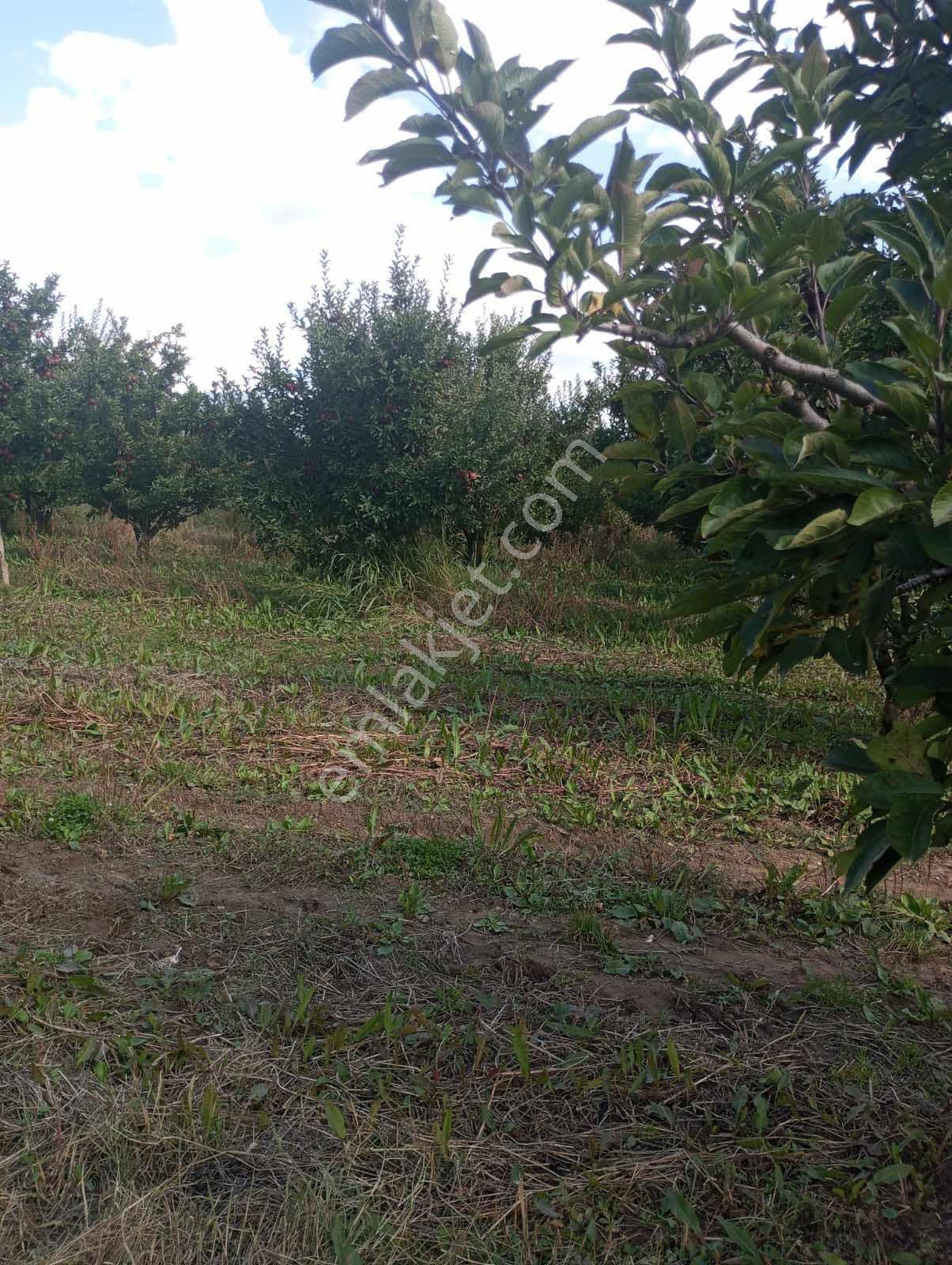 Isparta Aksu Akçaşar Satılık Kurulu Düzen Elma Bahçesi — fotoğraf 7