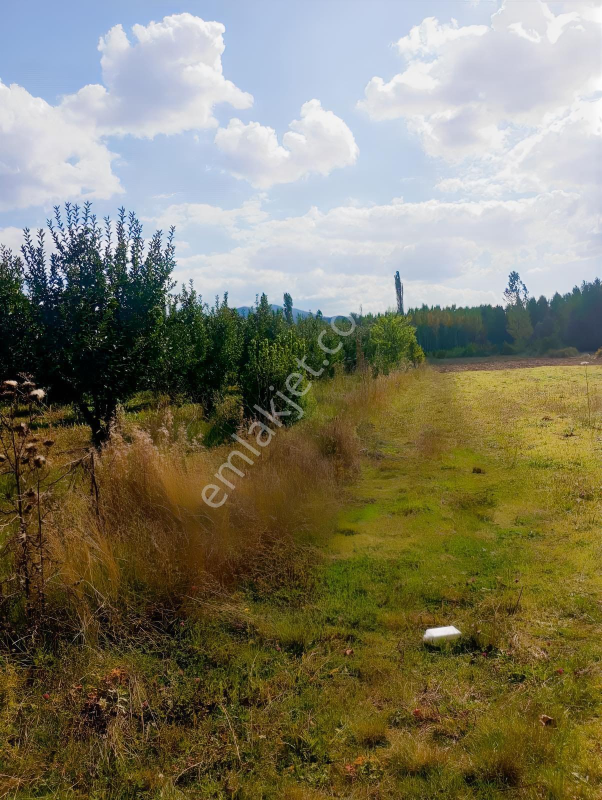 Isparta Aksu Akçaşar Satılık Kurulu Düzen Elma Bahçesi — fotoğraf 8