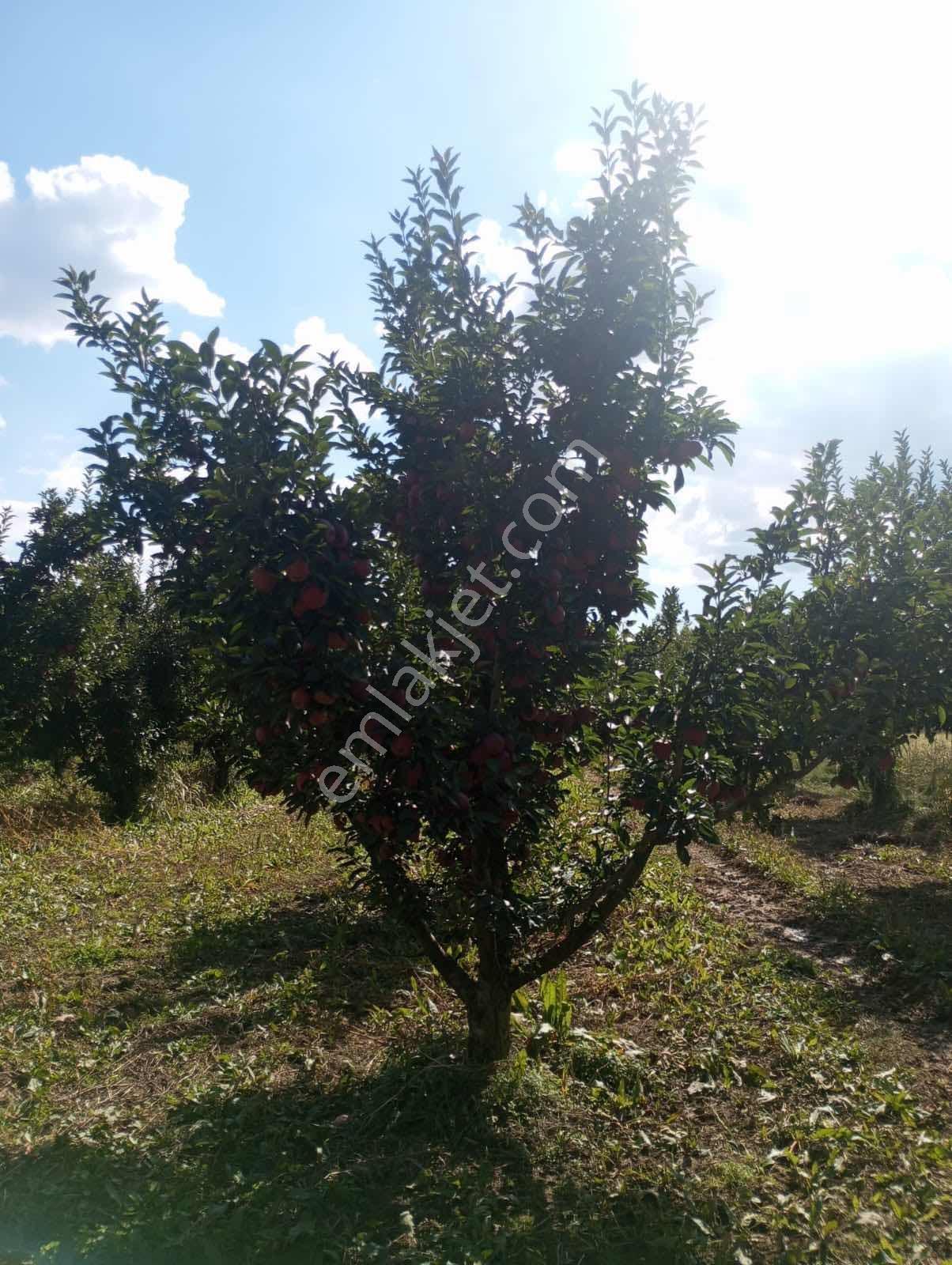 Isparta Aksu Akçaşar Satılık Kurulu Düzen Elma Bahçesi — fotoğraf 9
