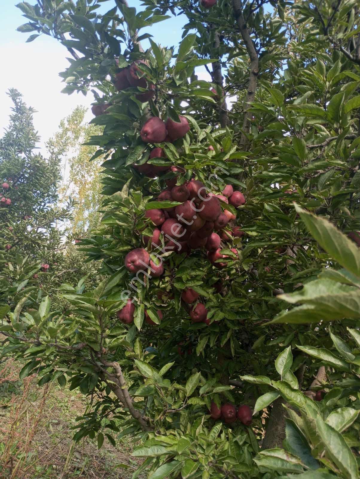 Isparta Aksu Akçaşar Satılık Kurulu Düzen Elma Bahçesi — fotoğraf 10