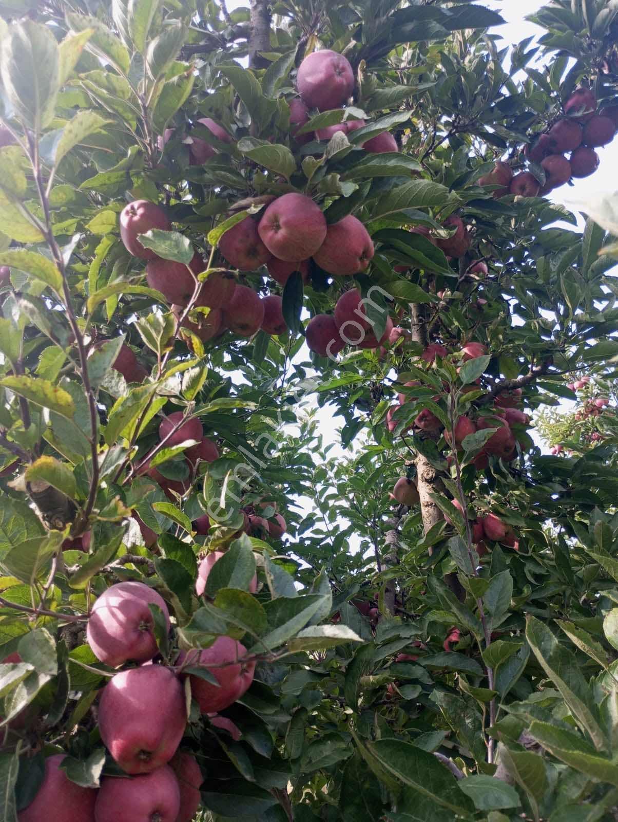 Isparta Aksu Akçaşar Satılık Kurulu Düzen Elma Bahçesi — fotoğraf 11