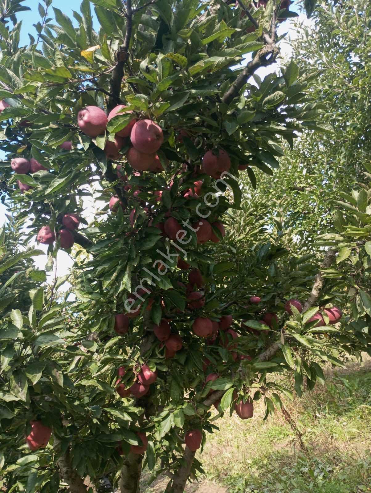 Isparta Aksu Akçaşar Satılık Kurulu Düzen Elma Bahçesi — fotoğraf 12