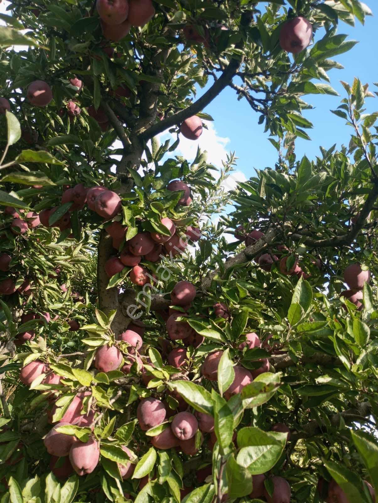 Isparta Aksu Akçaşar Satılık Kurulu Düzen Elma Bahçesi — fotoğraf 13