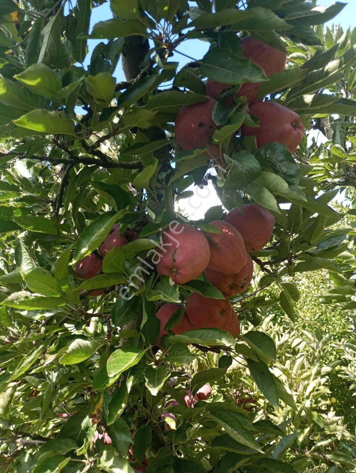 Isparta Aksu Akçaşar Satılık Kurulu Düzen Elma Bahçesi — fotoğraf 14