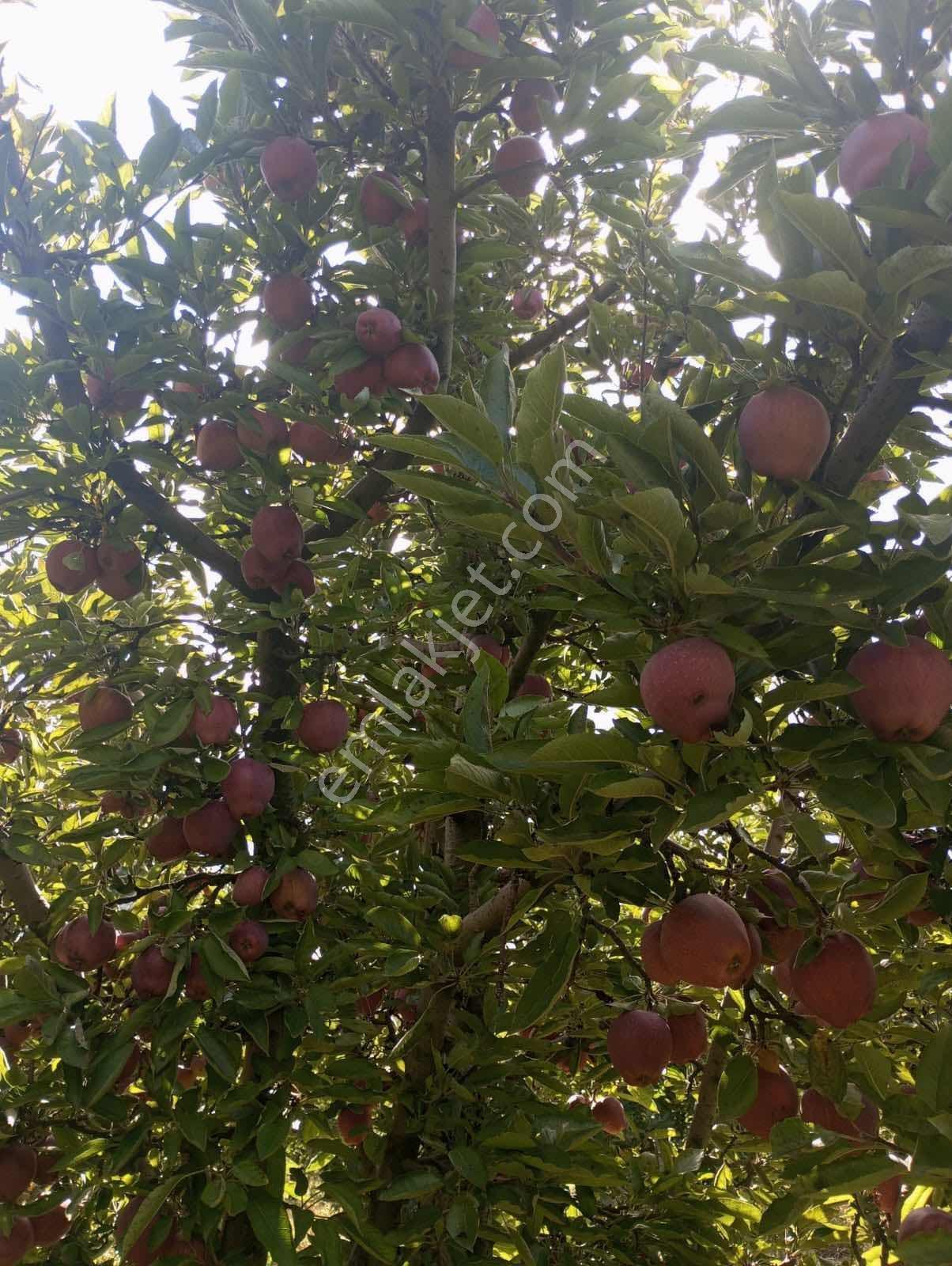Isparta Aksu Akçaşar Satılık Kurulu Düzen Elma Bahçesi — fotoğraf 15