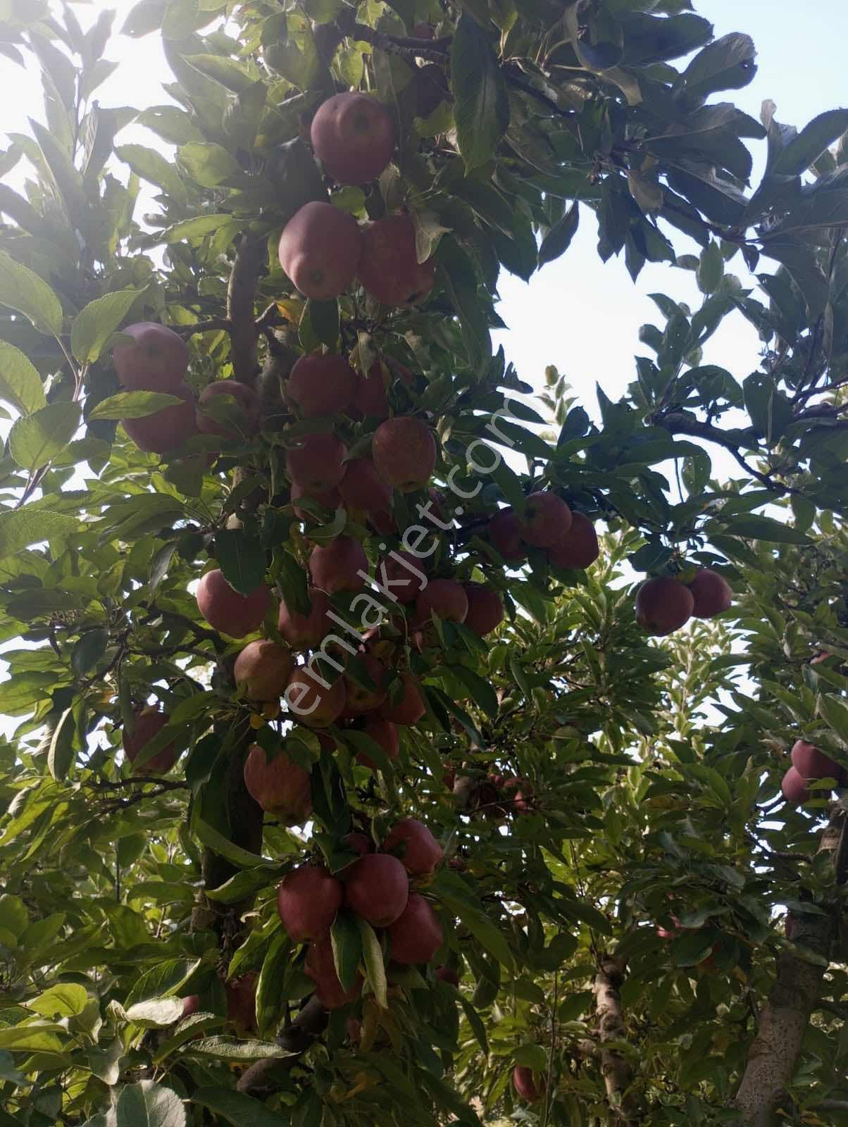 Isparta Aksu Akçaşar Satılık Kurulu Düzen Elma Bahçesi — fotoğraf 16