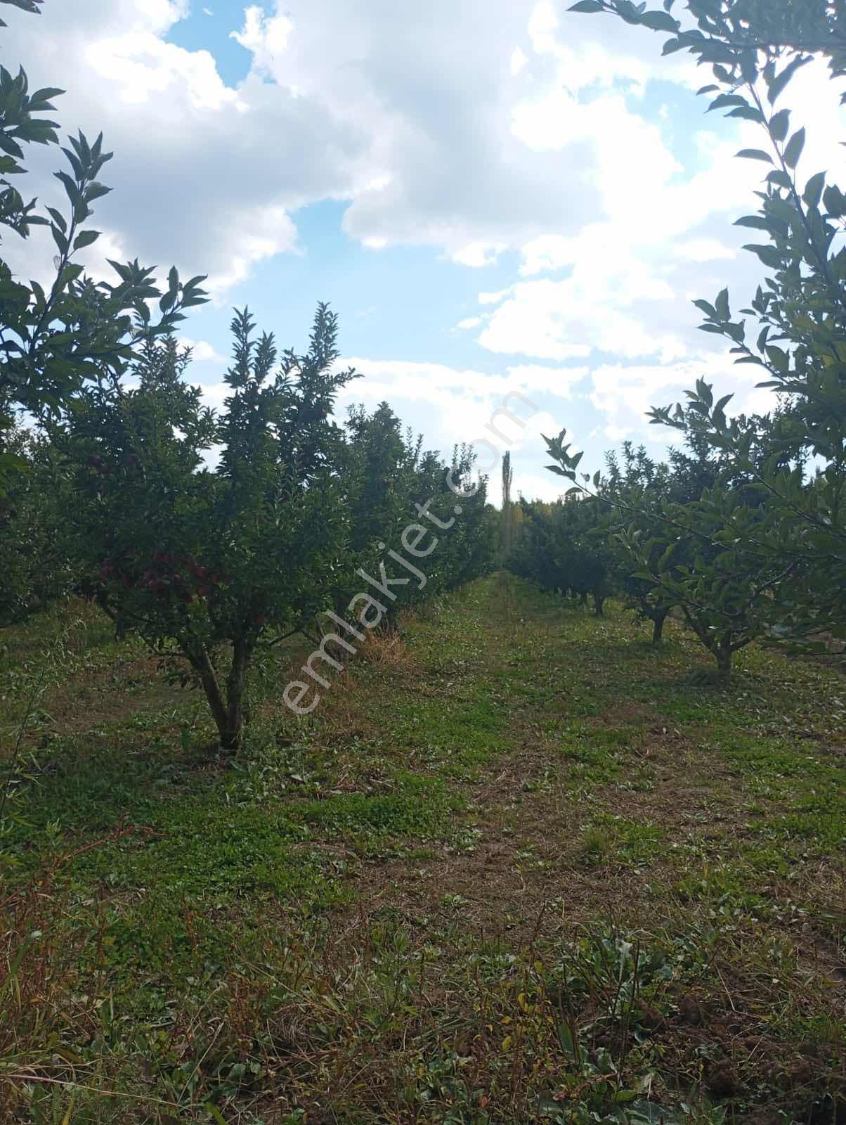 Isparta Aksu Akçaşar Satılık Kurulu Düzen Elma Bahçesi — fotoğraf 17