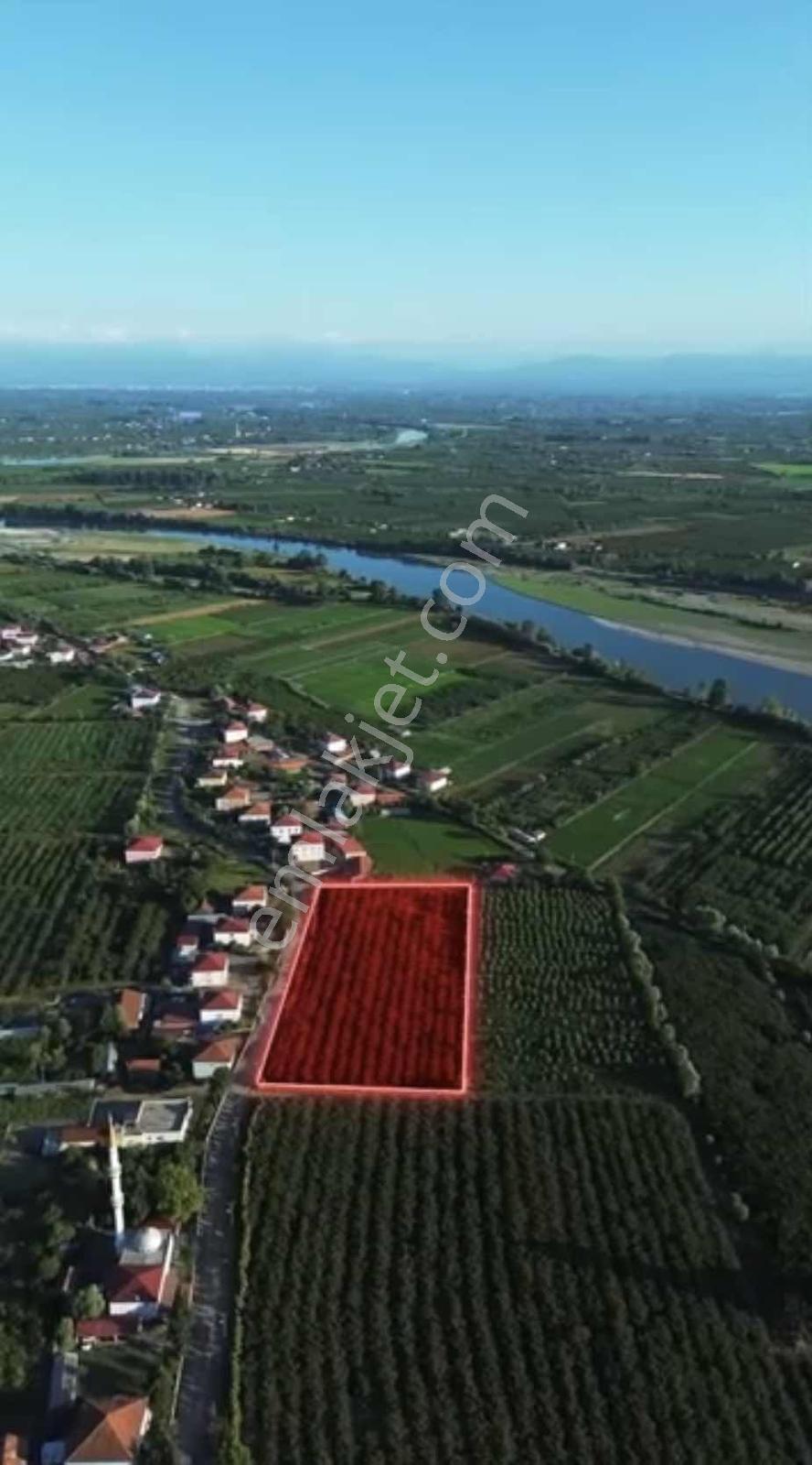 Samsun Çarşambada Satılık Fındık Bahçesi