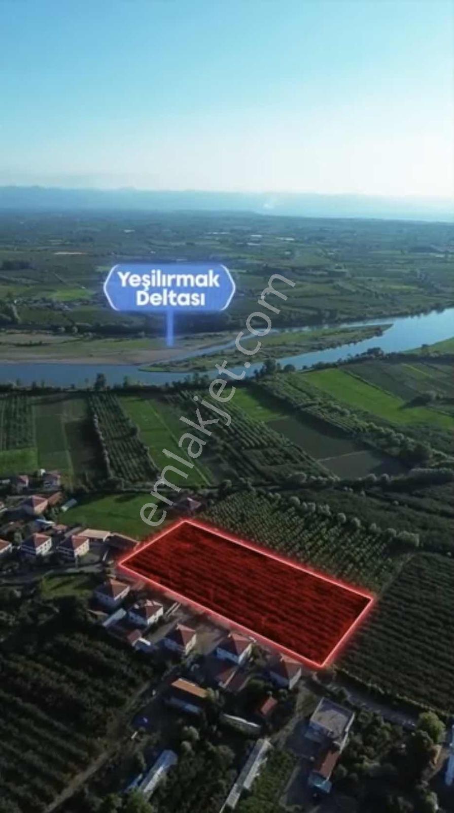 Samsun Çarşambada Satılık Fındık Bahçesi — fotoğraf 2
