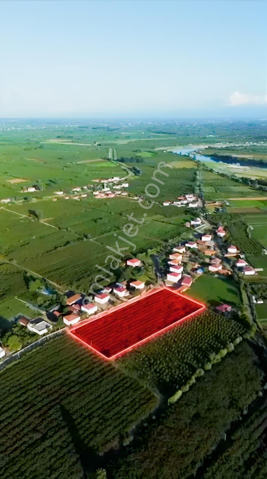 Samsun Çarşambada Satılık Fındık Bahçesi — fotoğraf 3