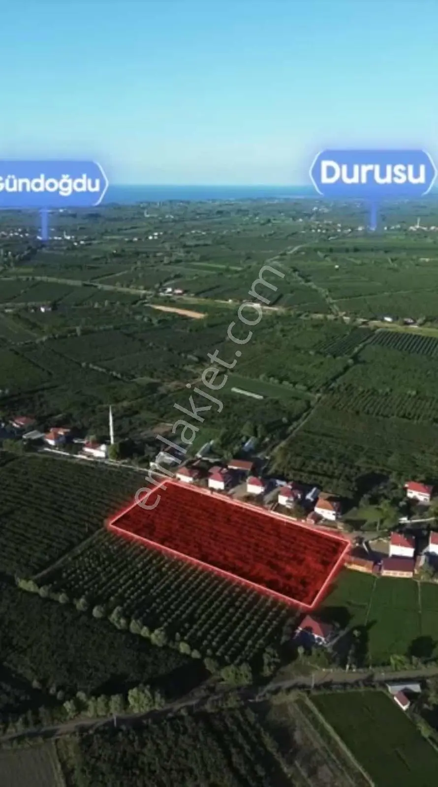 Samsun Çarşambada Satılık Fındık Bahçesi — fotoğraf 4