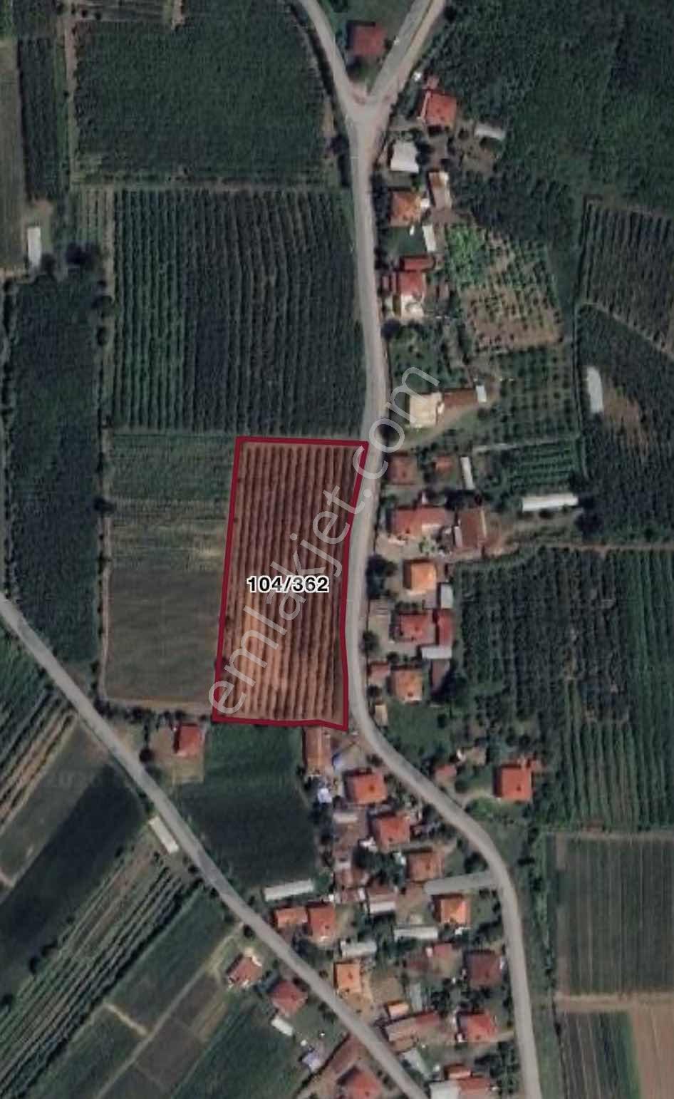 Samsun Çarşambada Satılık Fındık Bahçesi — fotoğraf 7