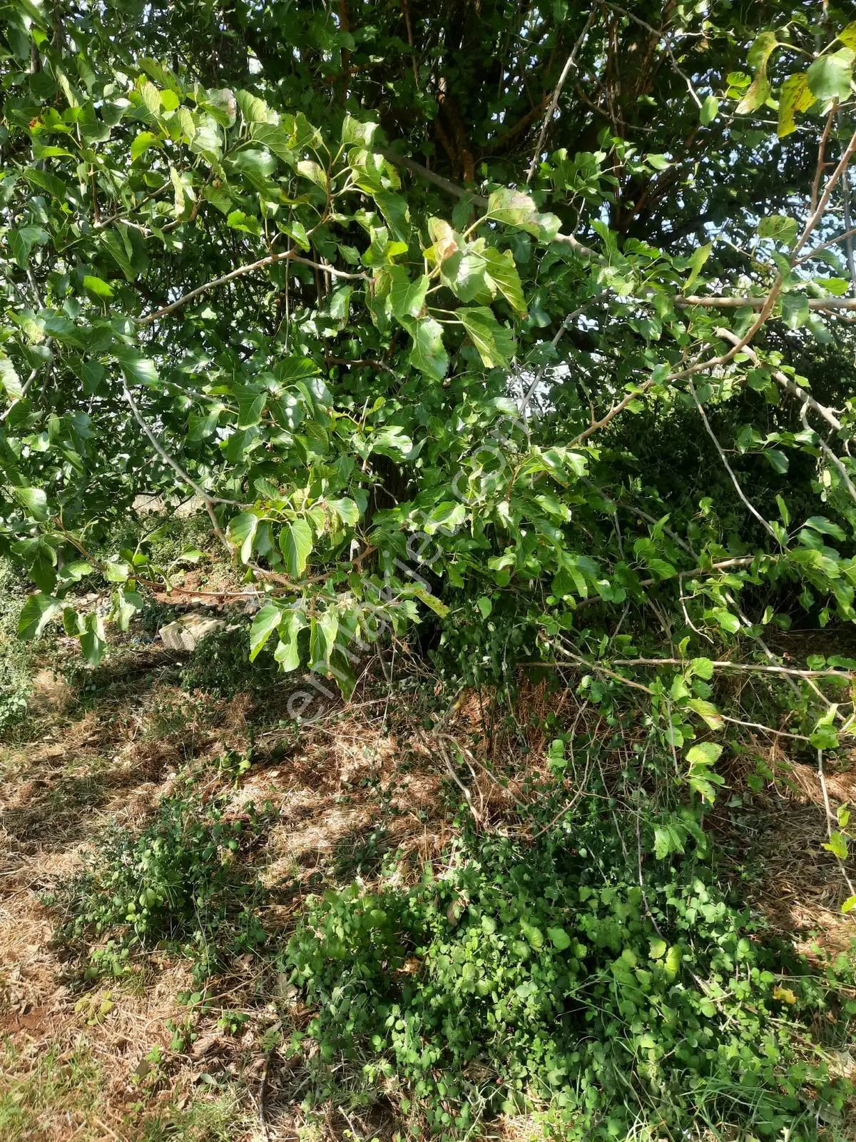 Uğurlu Mh 912 M2 Arazi Satılıktır — fotoğraf 23