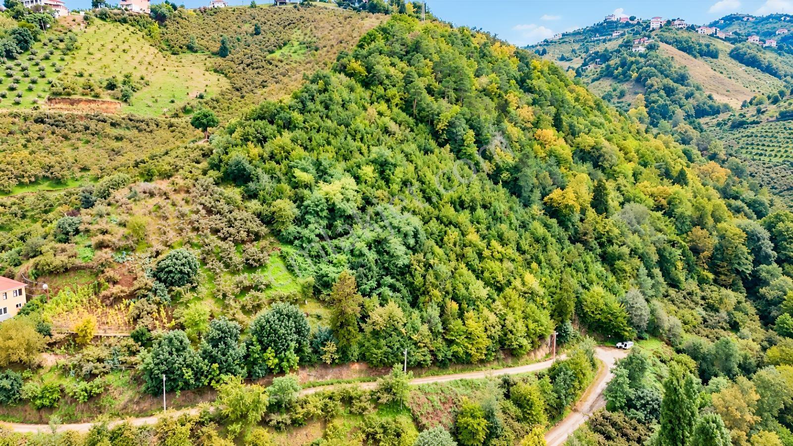 Akçaabat Orta Mahallede Yatırımlık 8 Dönüm Arazi! — fotoğraf 6