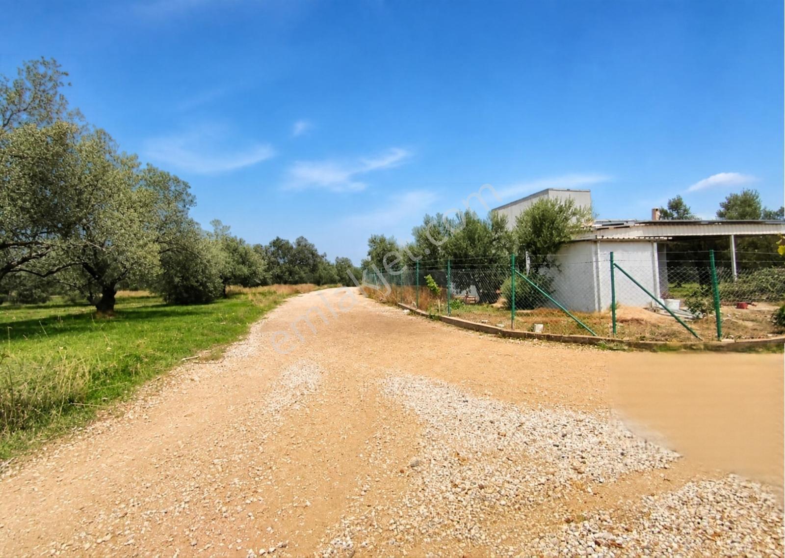 Aliağa Helvacı'da Foça Yoluna Yakın 2206.68 M2 Zeytinli Tarla — fotoğraf 2