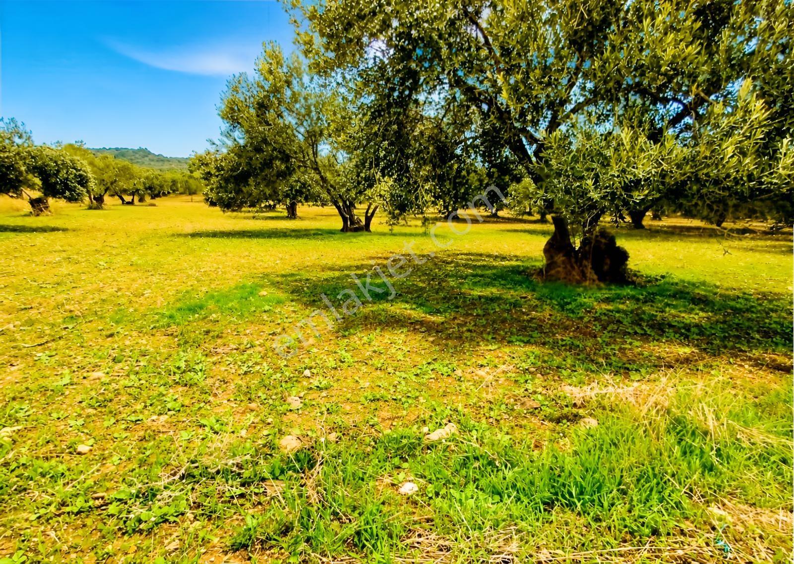 Aliağa Helvacı'da Foça Yoluna Yakın 2206.68 M2 Zeytinli Tarla — fotoğraf 3