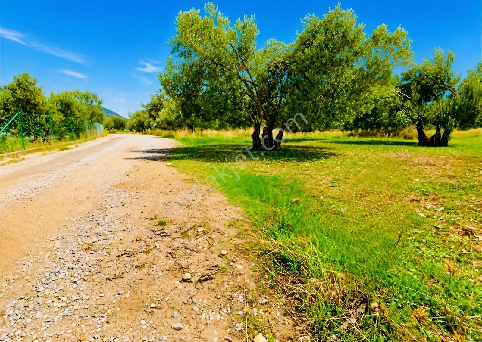 Aliağa Helvacı'da Foça Yoluna Yakın 2206.68 M2 Zeytinli Tarla — fotoğraf 4