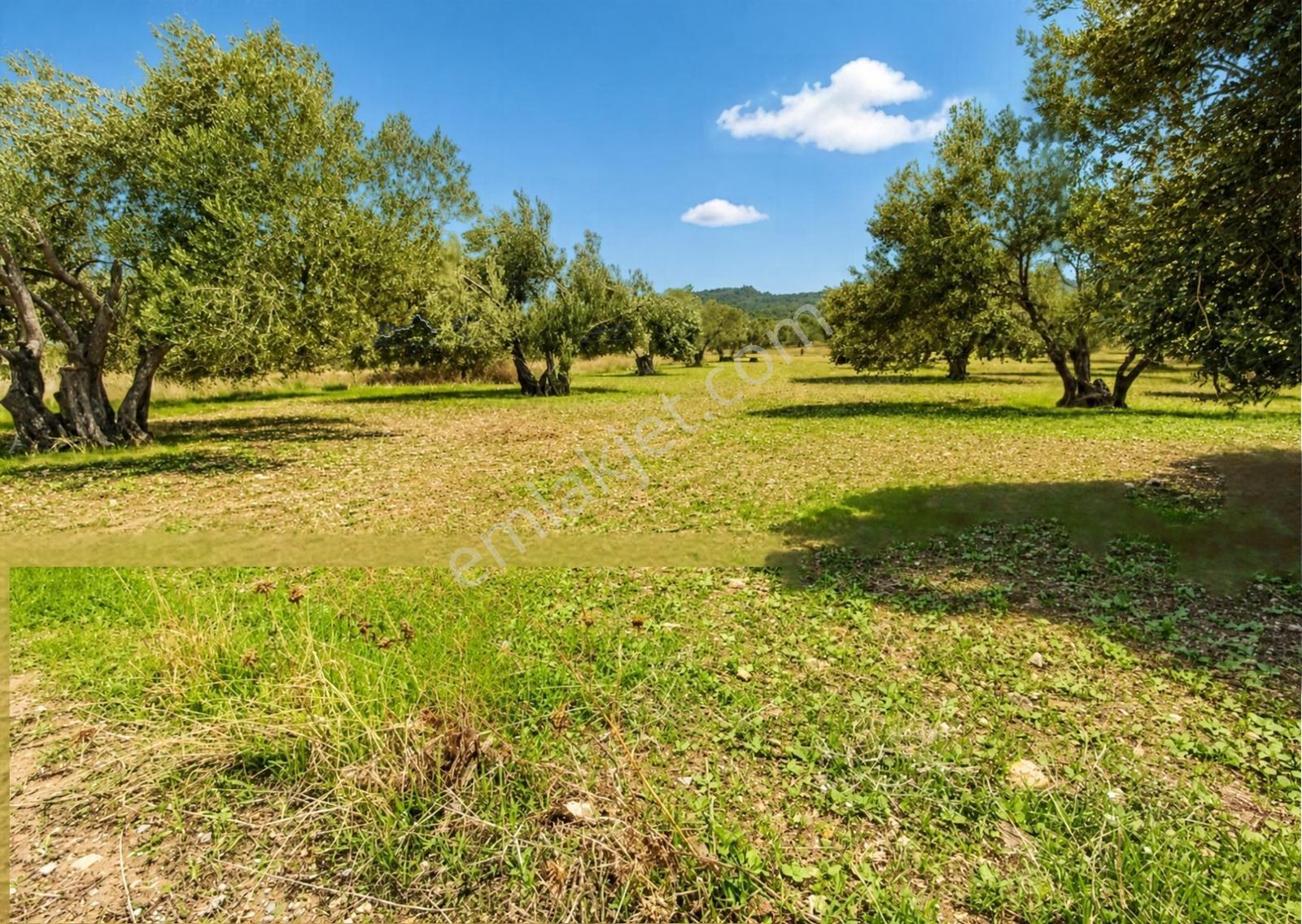 Aliağa Helvacı'da Foça Yoluna Yakın 2206.68 M2 Zeytinli Tarla — fotoğraf 5
