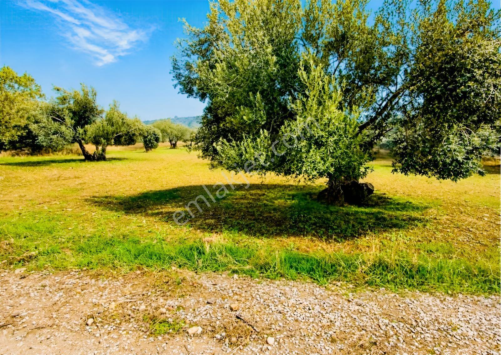 Aliağa Helvacı'da Foça Yoluna Yakın 2206.68 M2 Zeytinli Tarla — fotoğraf 6