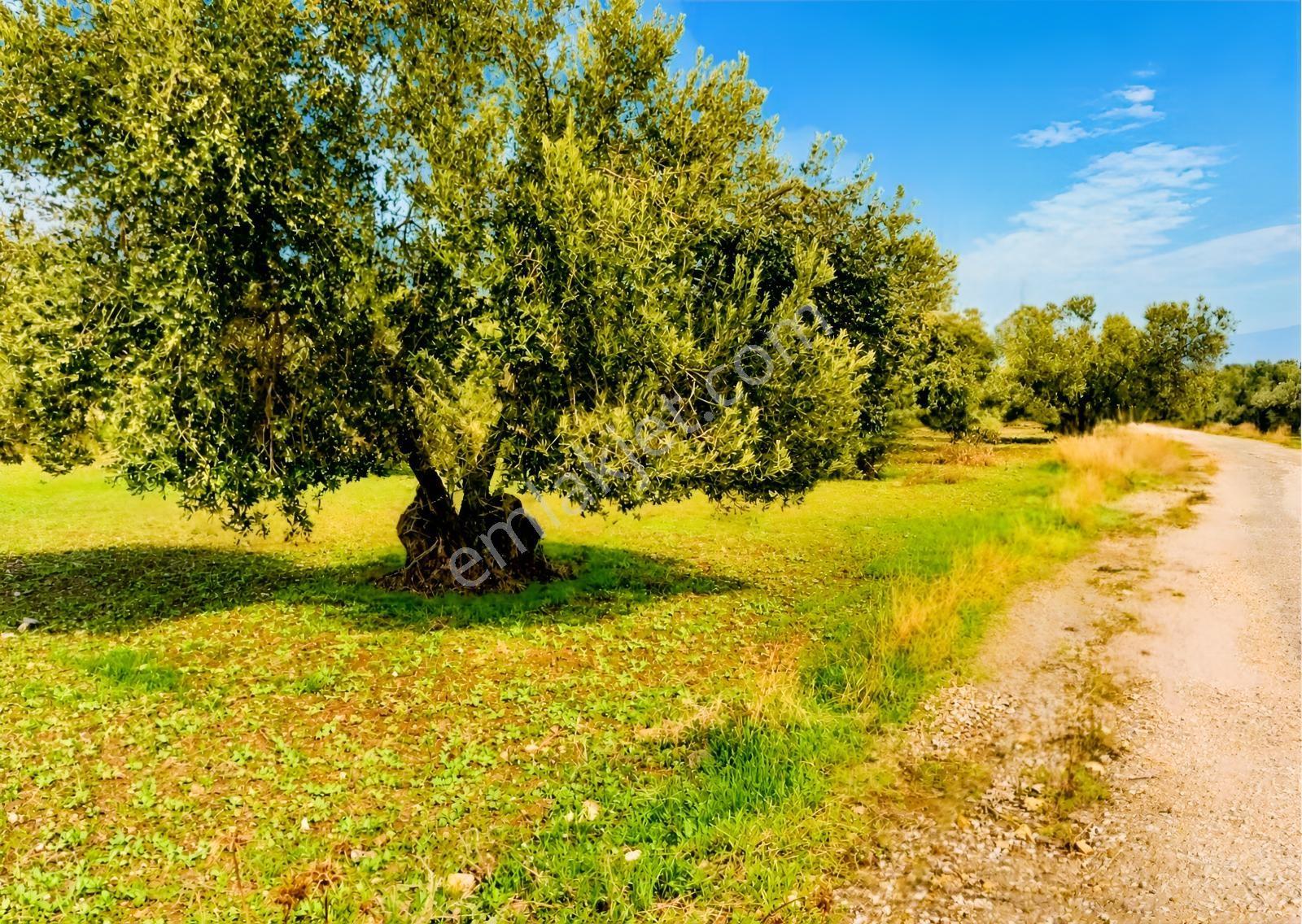 Aliağa Helvacı'da Foça Yoluna Yakın 2206.68 M2 Zeytinli Tarla — fotoğraf 7