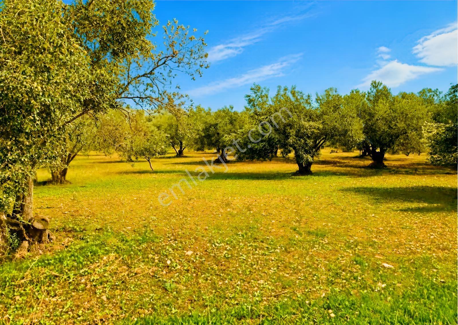 Aliağa Helvacı'da Foça Yoluna Yakın 2206.68 M2 Zeytinli Tarla — fotoğraf 8