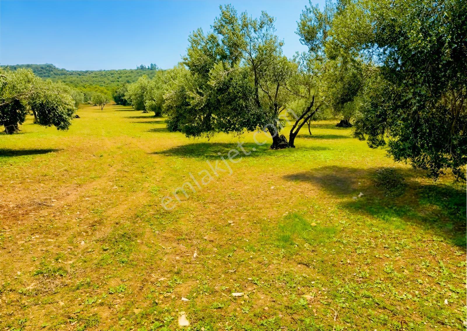Aliağa Helvacı'da Foça Yoluna Yakın 2206.68 M2 Zeytinli Tarla — fotoğraf 10
