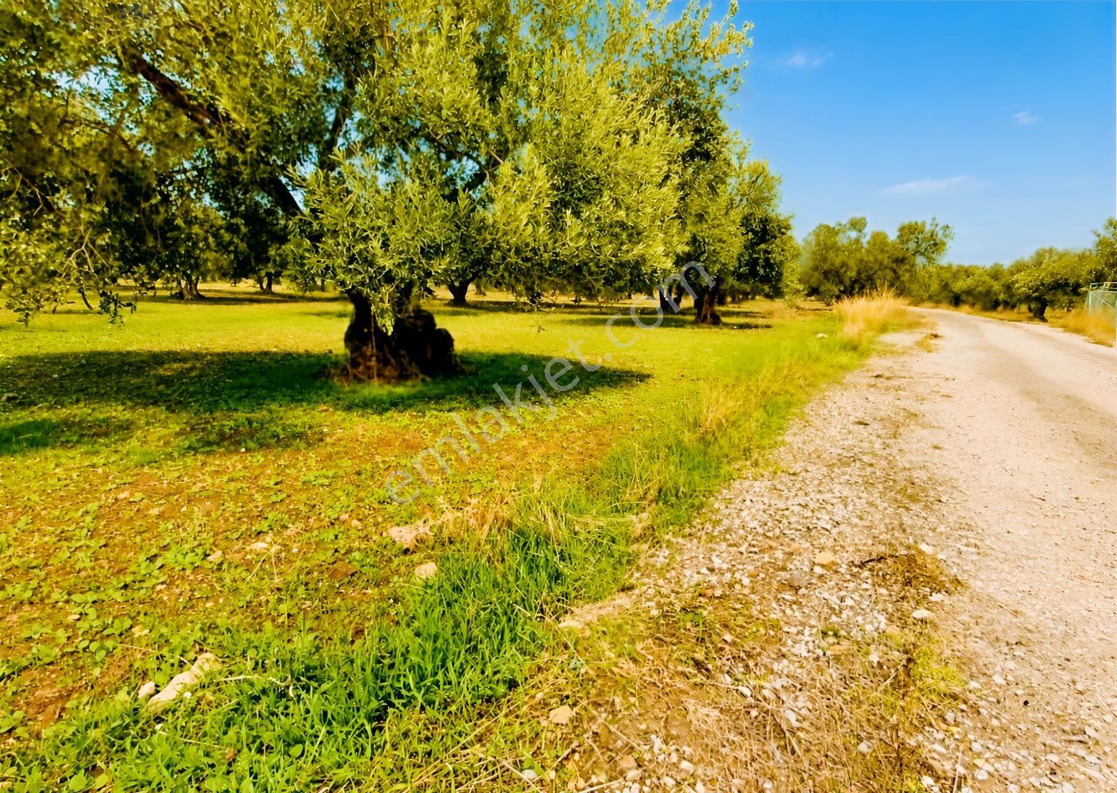 Aliağa Helvacı'da Foça Yoluna Yakın 2206.68 M2 Zeytinli Tarla — fotoğraf 11