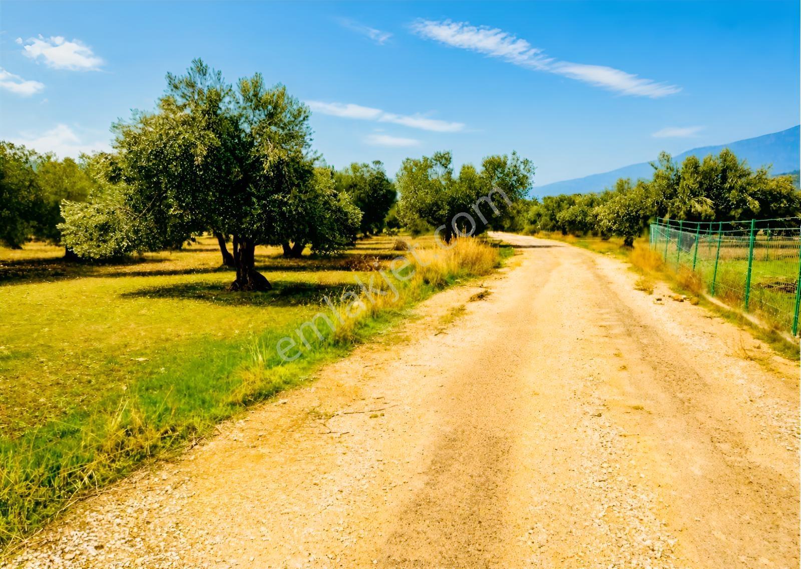 Aliağa Helvacı'da Foça Yoluna Yakın 2206.68 M2 Zeytinli Tarla — fotoğraf 13