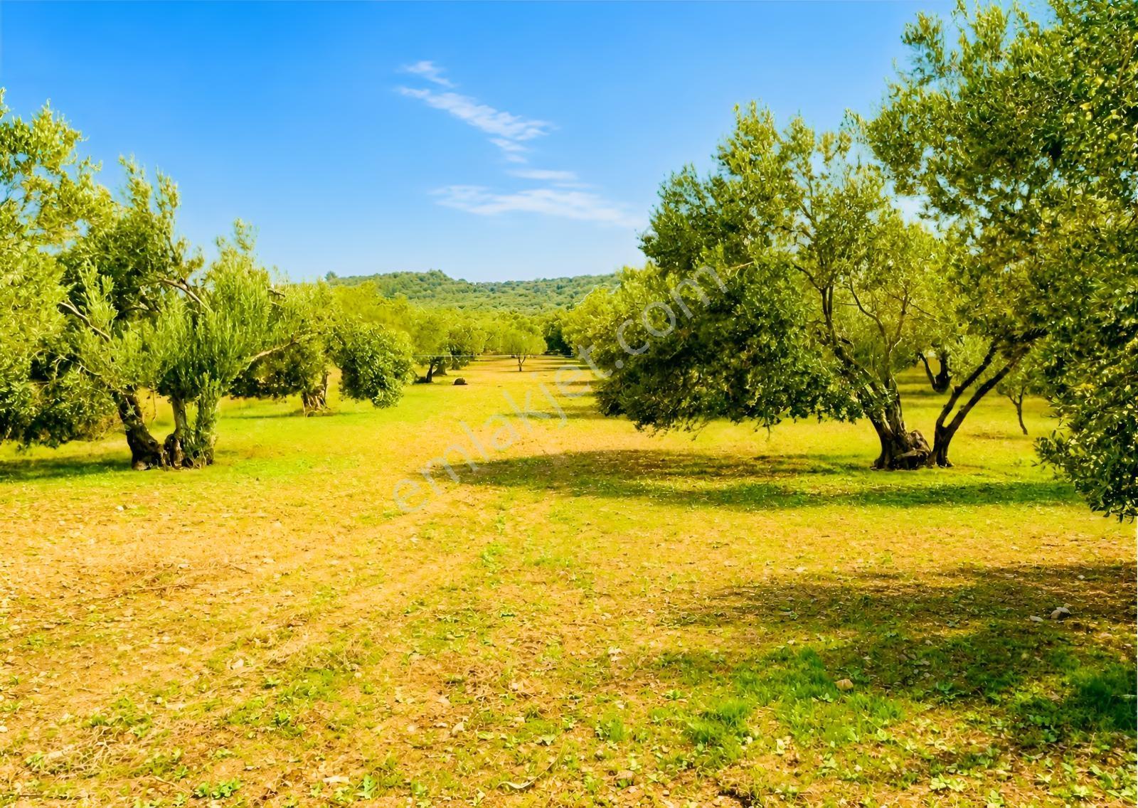 Aliağa Helvacı'da Foça Yoluna Yakın 2206.68 M2 Zeytinli Tarla — fotoğraf 14