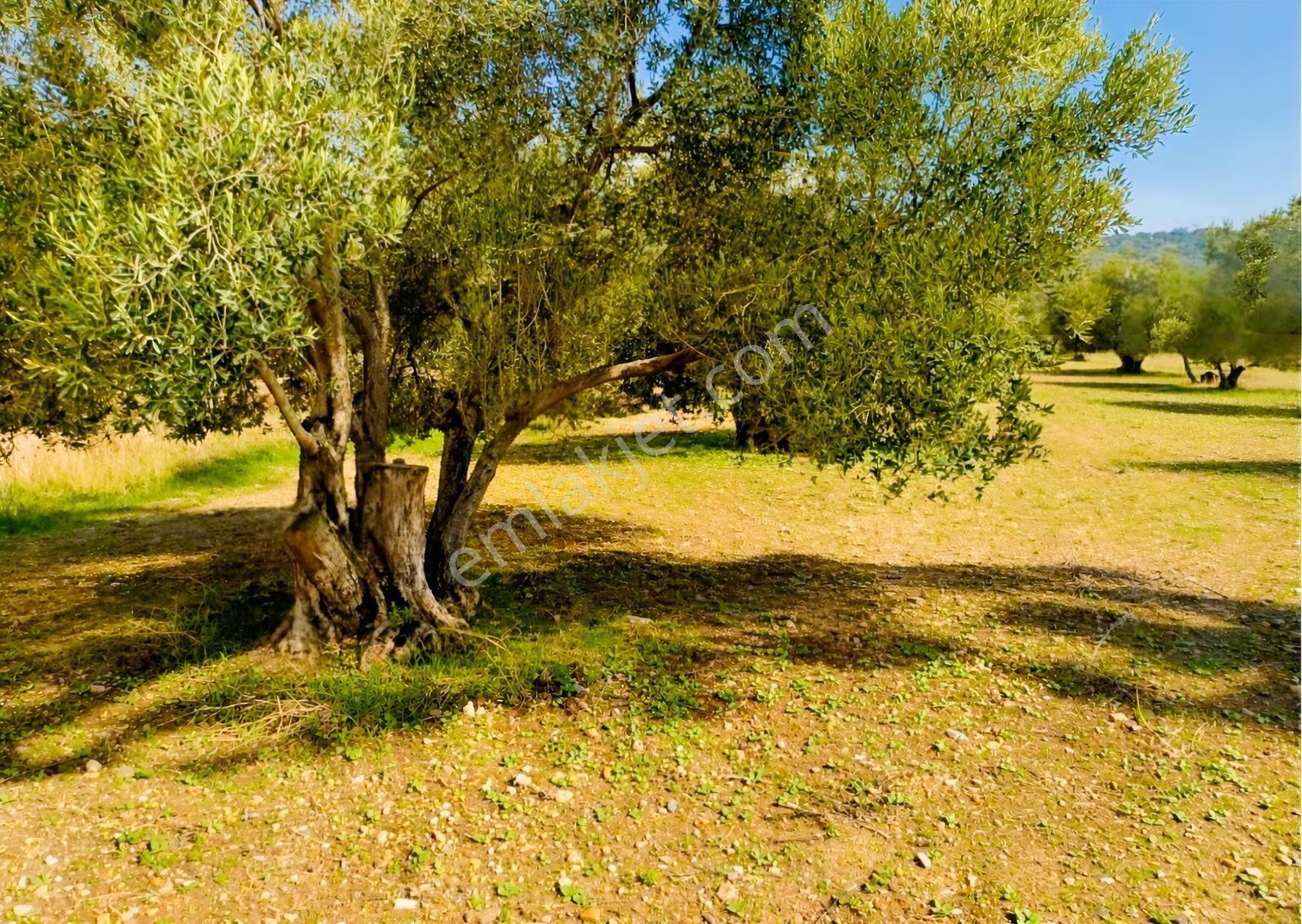 Aliağa Helvacı'da Foça Yoluna Yakın 2206.68 M2 Zeytinli Tarla — fotoğraf 17