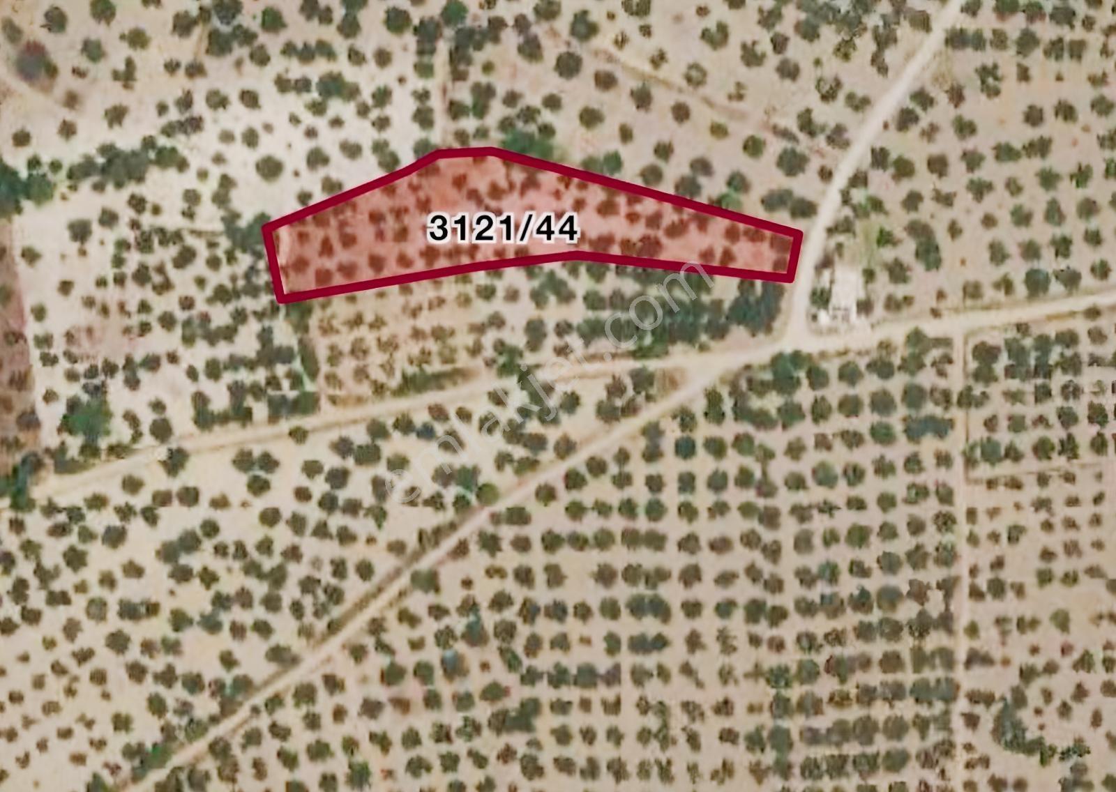 Aliağa Helvacı'da Foça Yoluna Yakın 2206.68 M2 Zeytinli Tarla — fotoğraf 19