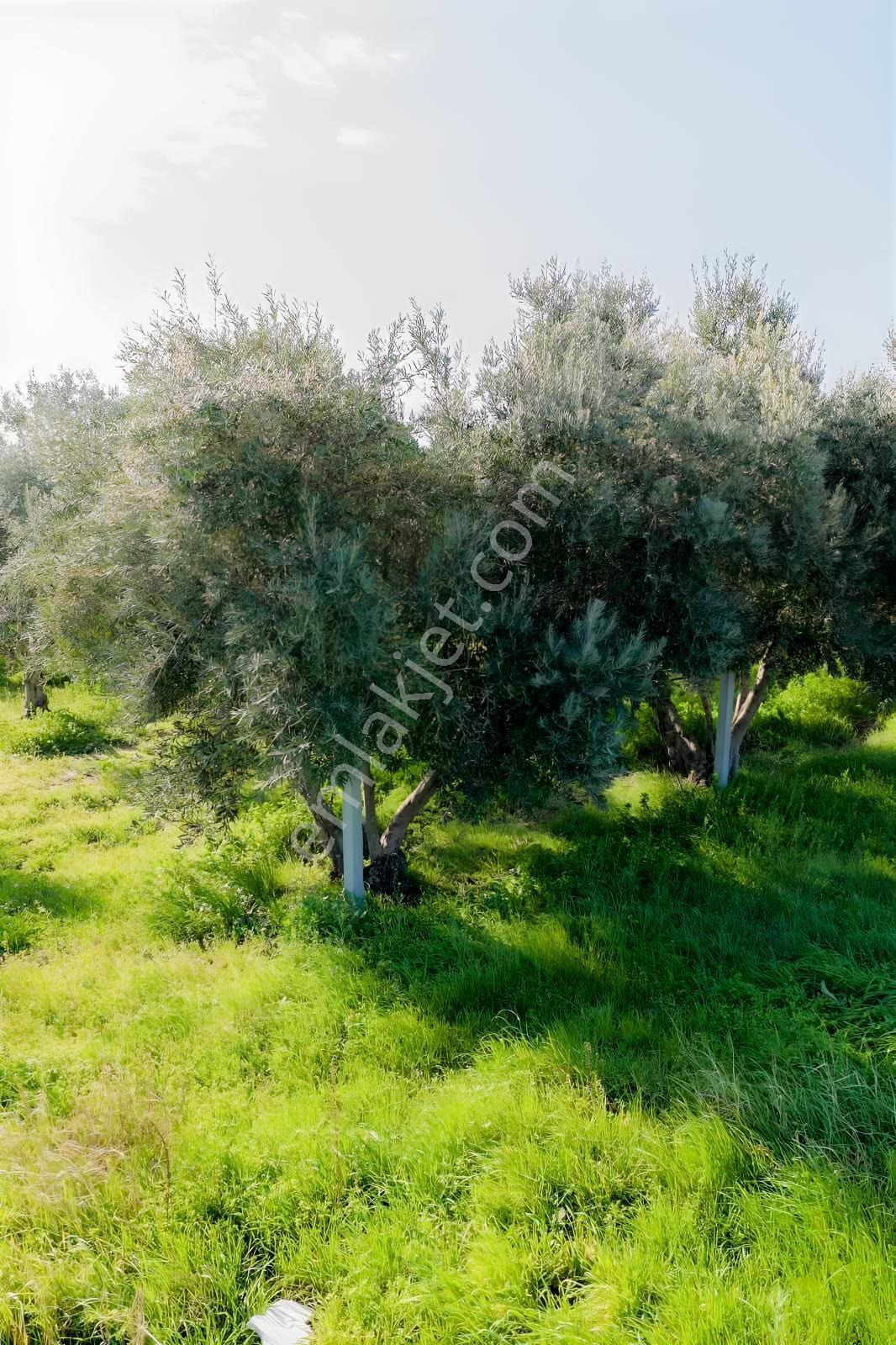 Muhtarım Emlaktan Satılık Arsa — fotoğraf 7