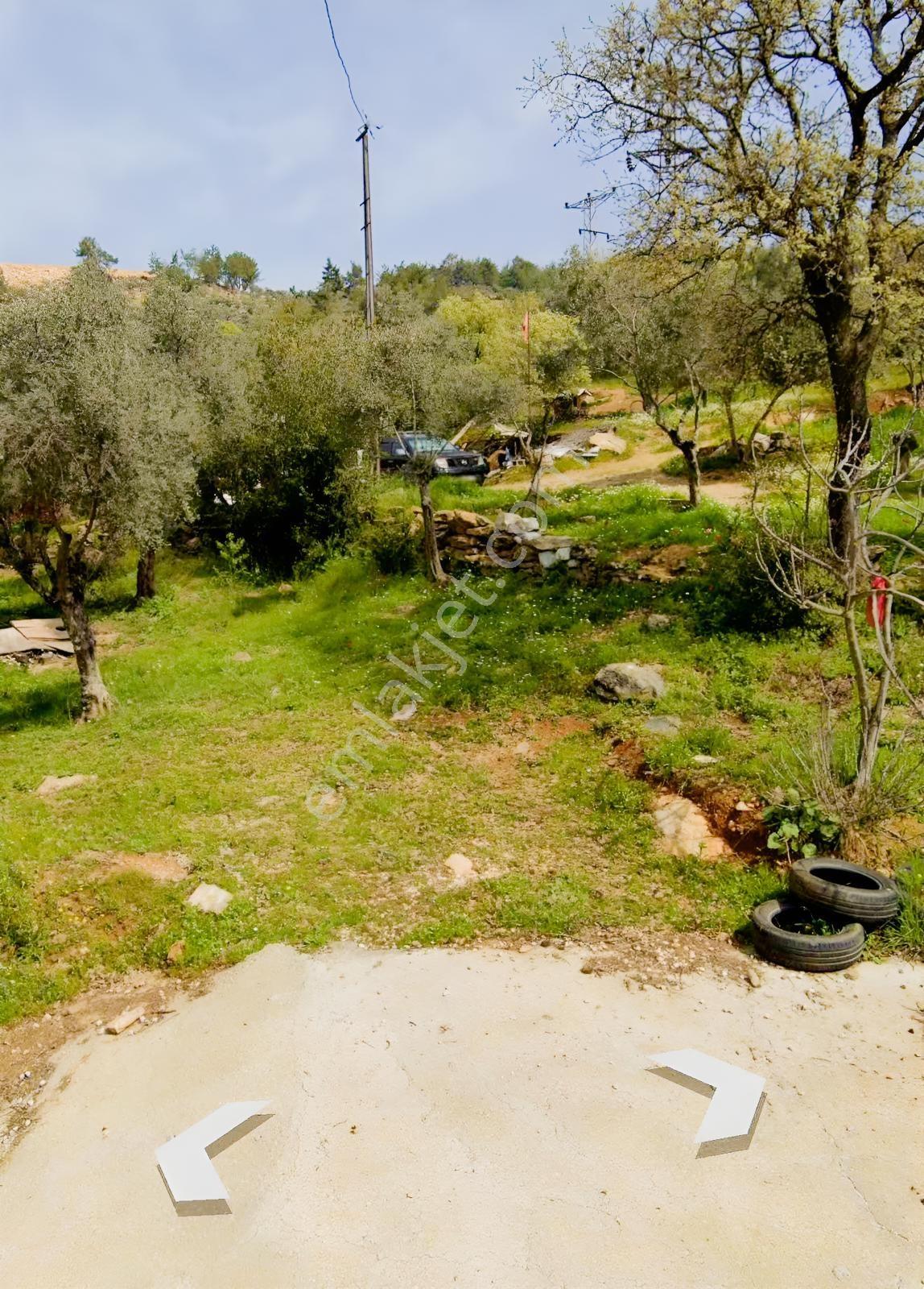Torbalı Dirmil Dirmildağı Mevkiinde Satılık Zeytinlik — fotoğraf 4
