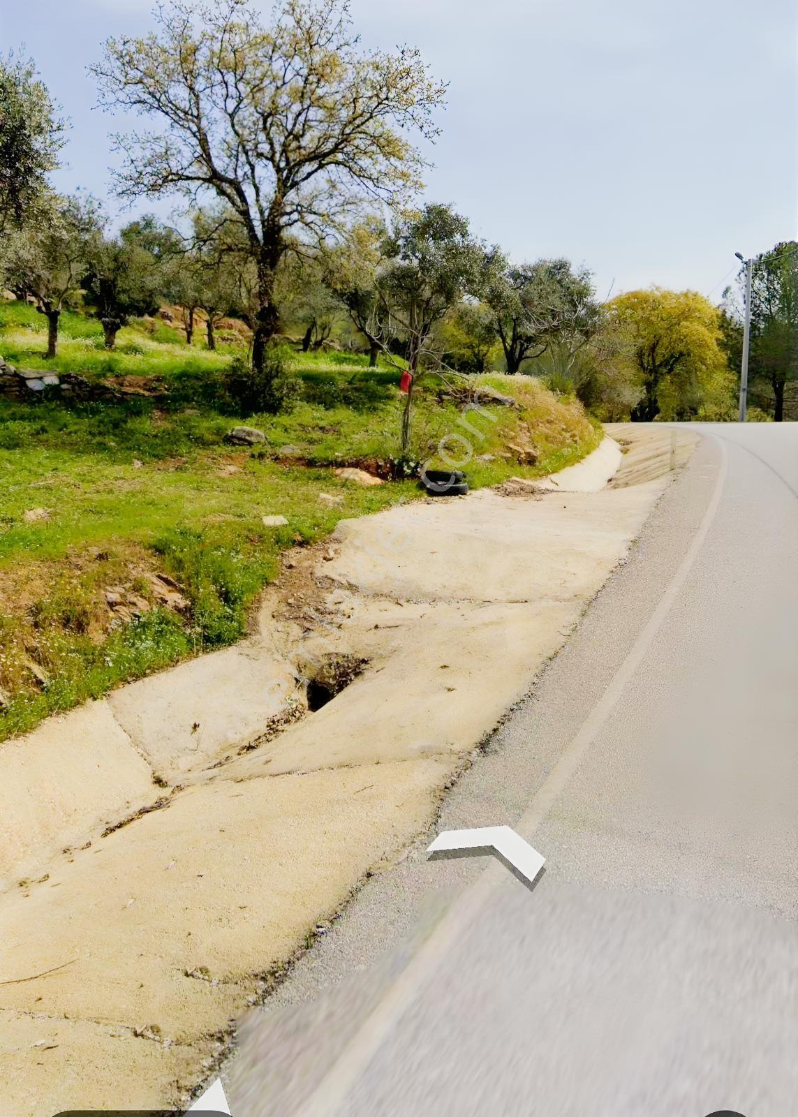 Torbalı Dirmil Dirmildağı Mevkiinde Satılık Zeytinlik — fotoğraf 5