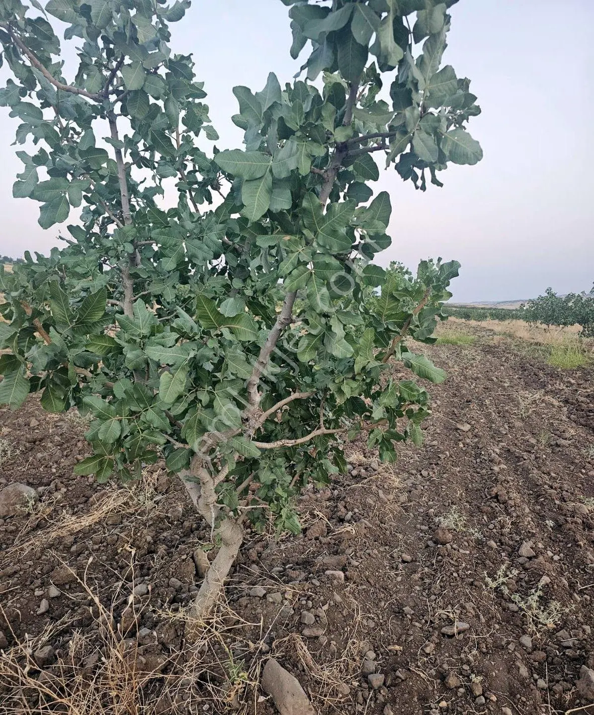 Satılık Yatırımlık Fıstık Bahçesi