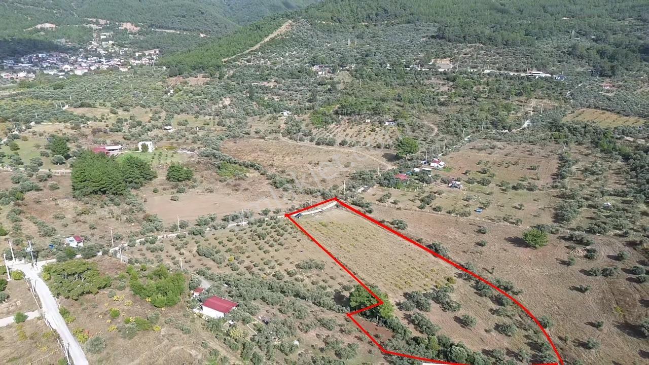 Kadastral Yola Cepheli Zeytinli Tarla — fotoğraf 3