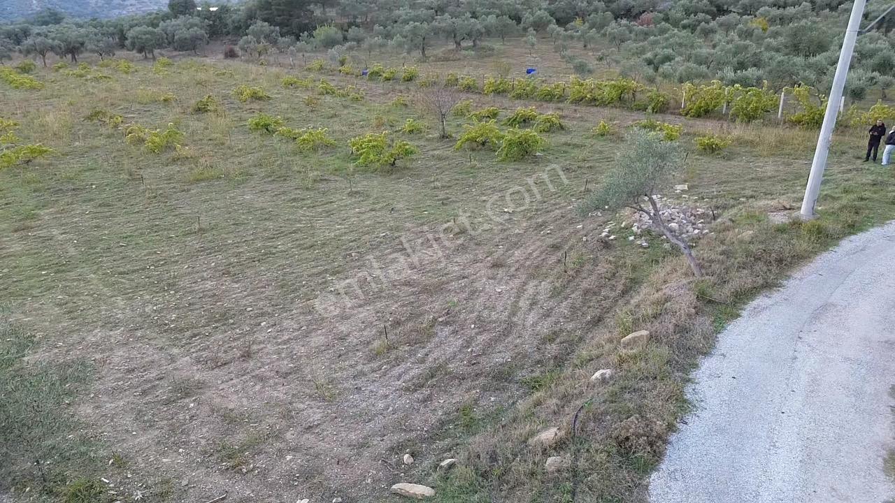 Kadastral Yola Cepheli Zeytinli Tarla — fotoğraf 4