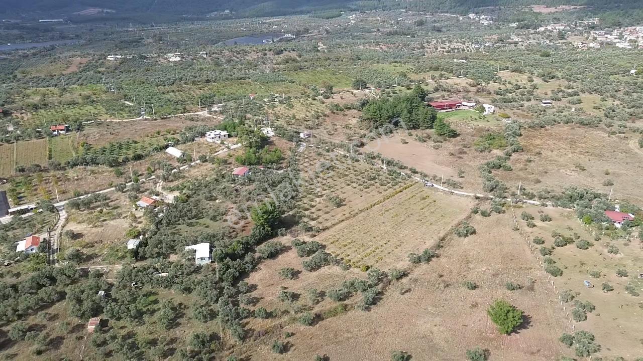 Kadastral Yola Cepheli Zeytinli Tarla — fotoğraf 5