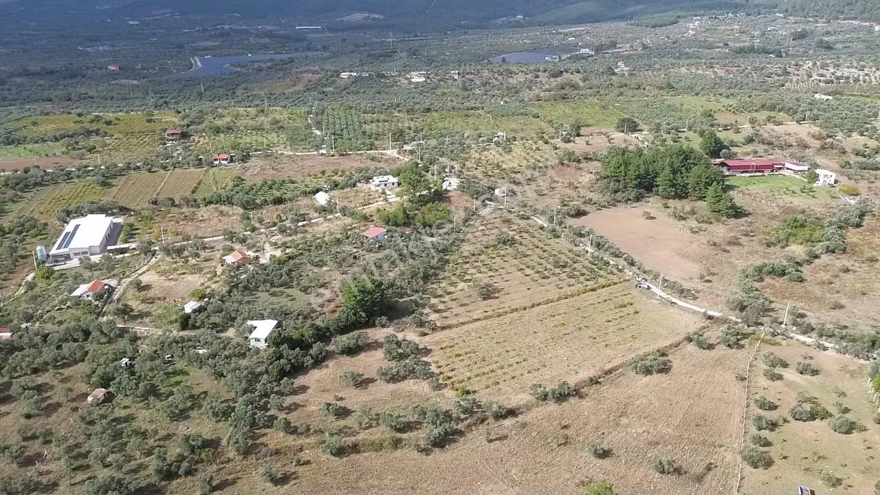 Kadastral Yola Cepheli Zeytinli Tarla — fotoğraf 6