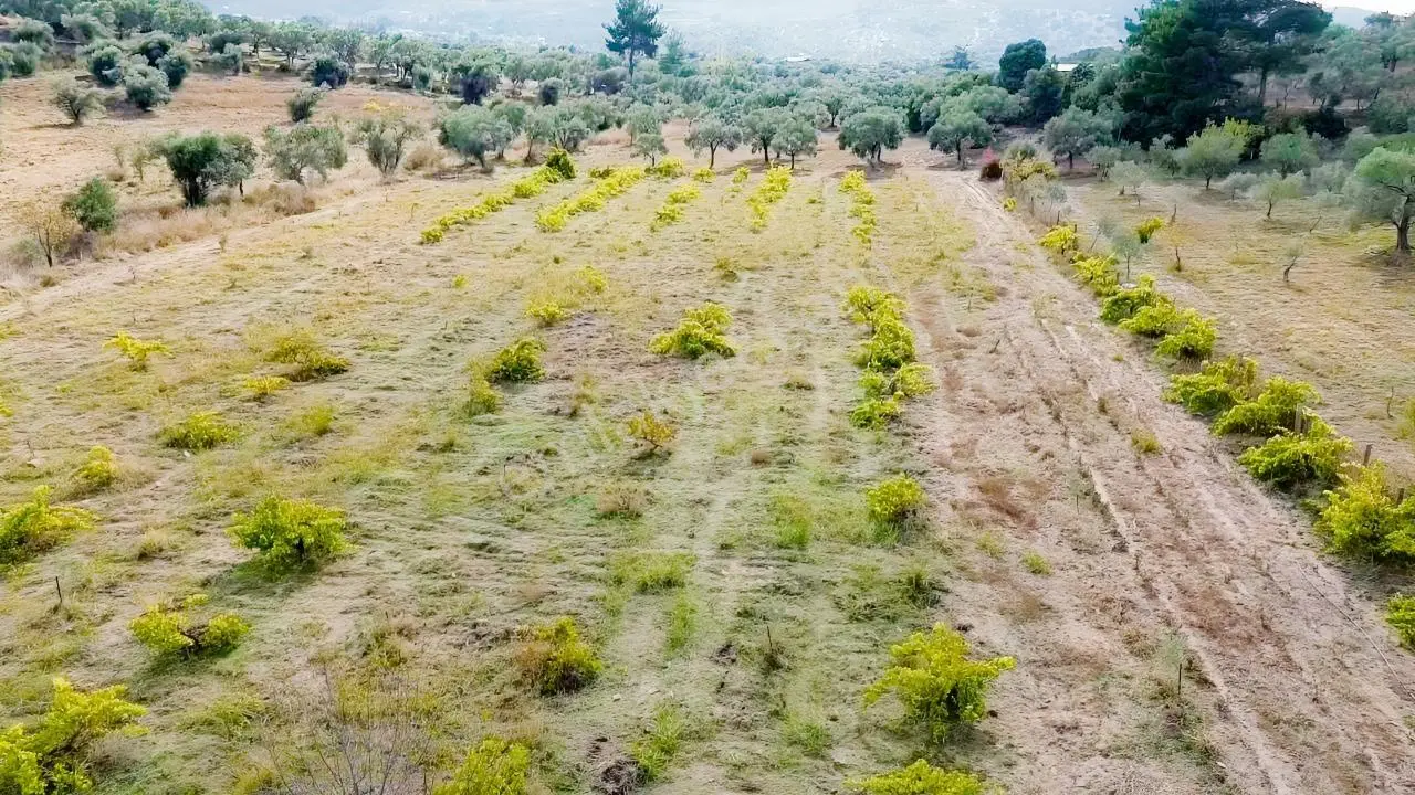 Kadastral Yola Cepheli Zeytinli Tarla — fotoğraf 7