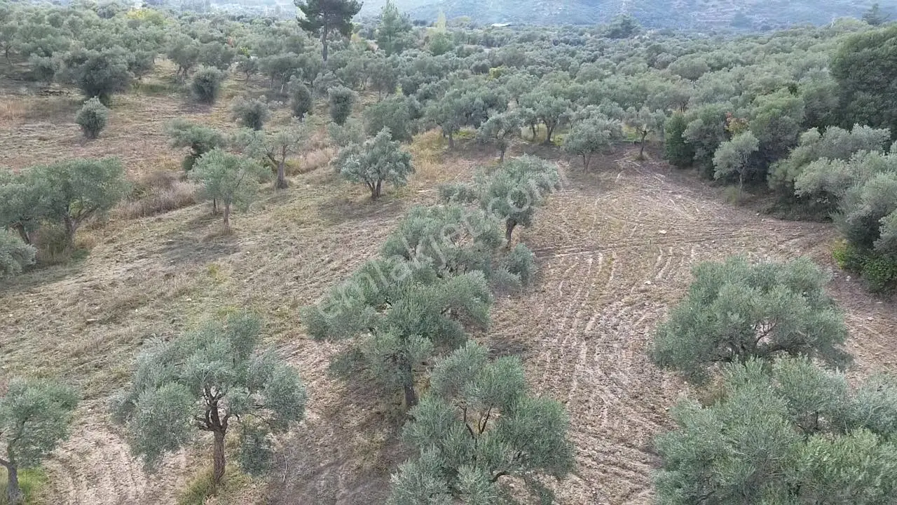 Kadastral Yola Cepheli Zeytinli Tarla — fotoğraf 8