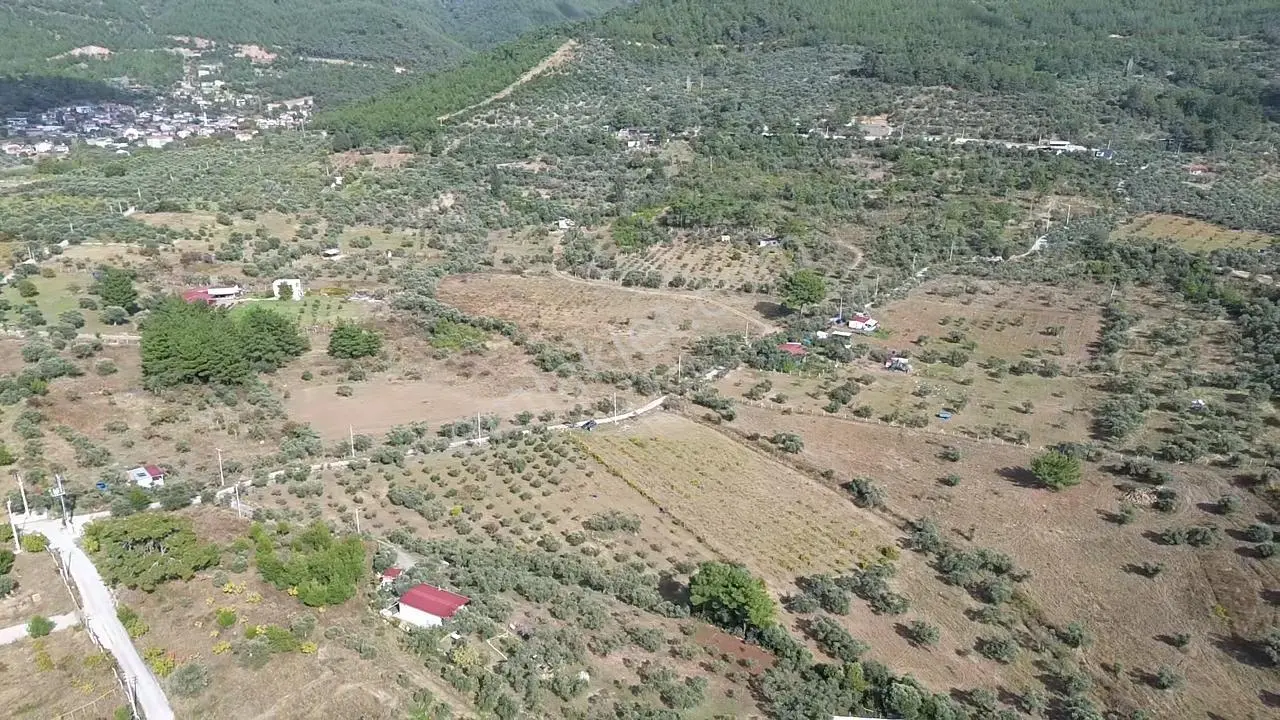 Kadastral Yola Cepheli Zeytinli Tarla — fotoğraf 9