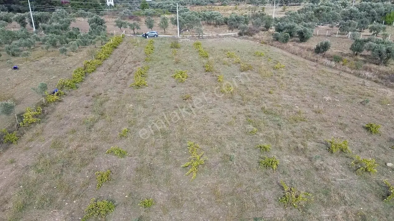 Kadastral Yola Cepheli Zeytinli Tarla — fotoğraf 10