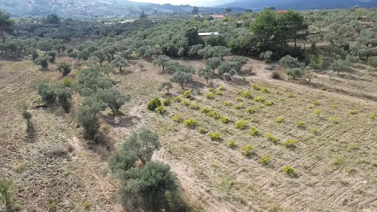 Kadastral Yola Cepheli Zeytinli Tarla — fotoğraf 11