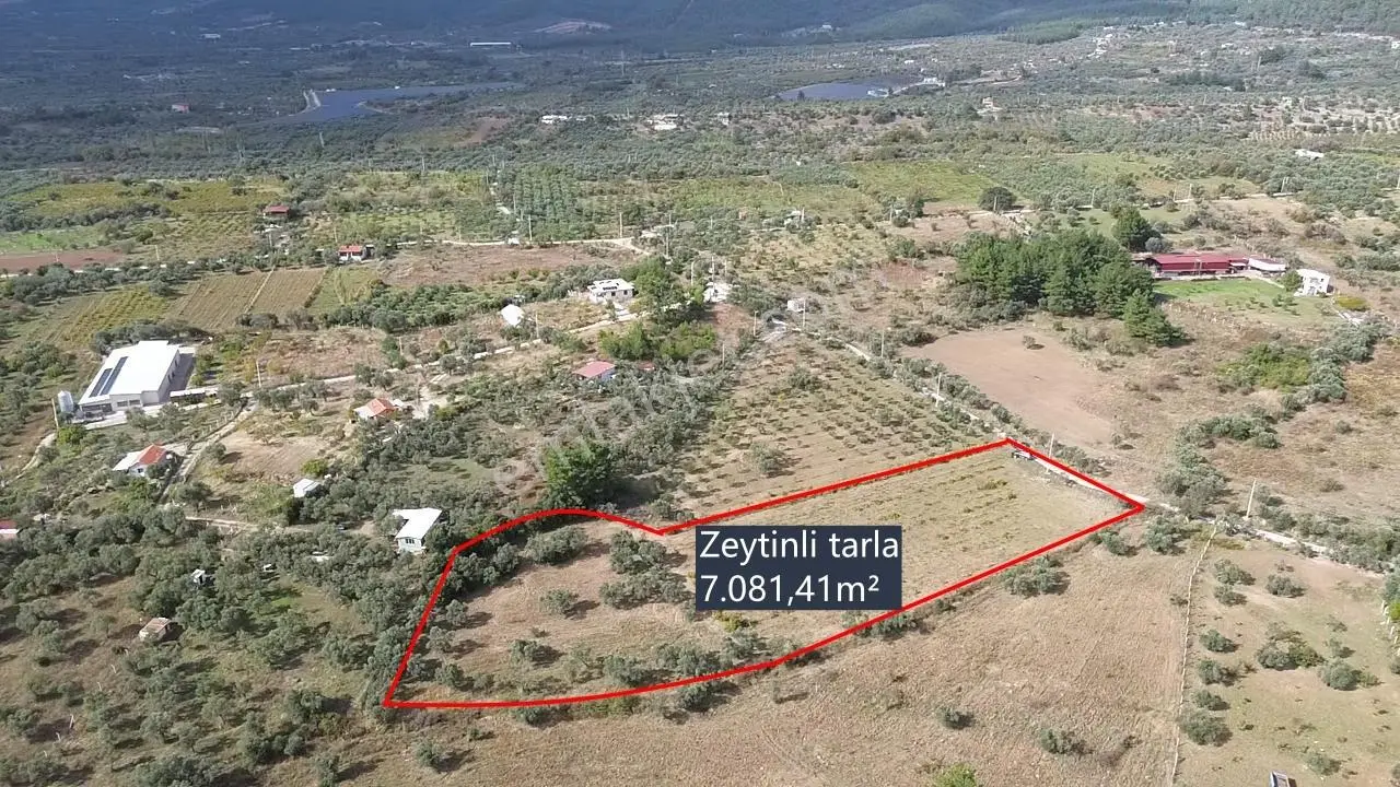 Kadastral Yola Cepheli Zeytinli Tarla — fotoğraf 13