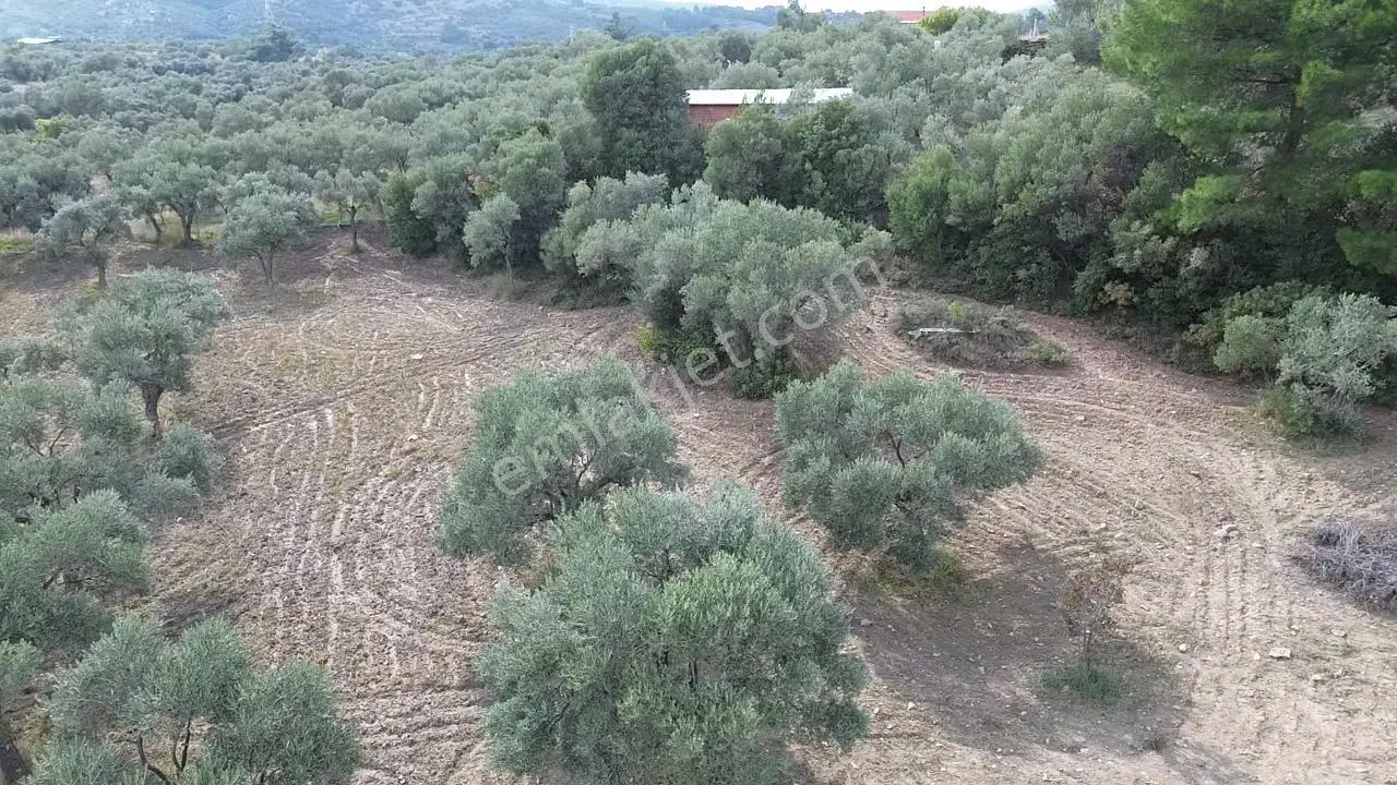 Kadastral Yola Cepheli Zeytinli Tarla — fotoğraf 14
