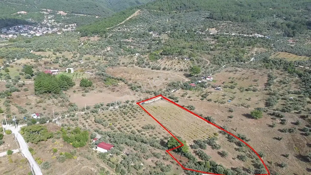 Kadastral Yola Cepheli Zeytinli Tarla — fotoğraf 18