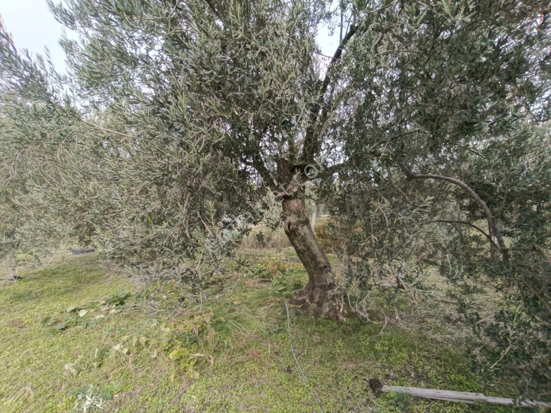 Havran Mescit Merkeze Çok Yakın 1092 M2 — fotoğraf 12