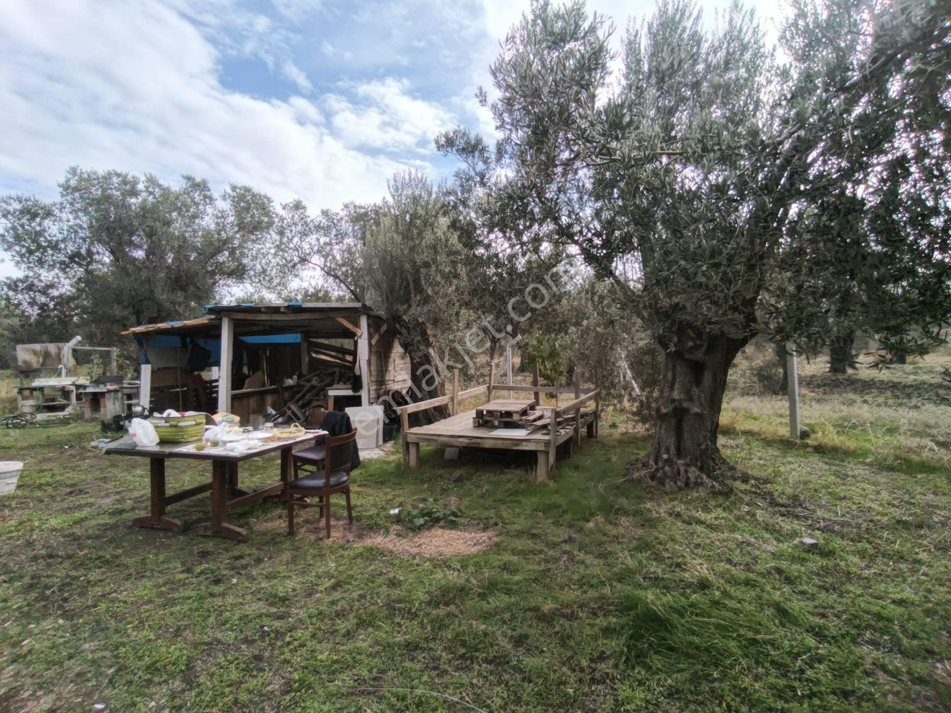 Havran Mescit Merkeze Çok Yakın 1092 M2 — fotoğraf 15