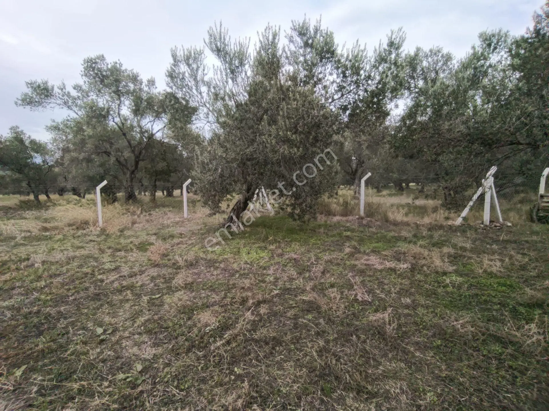 Havran Mescit Merkeze Çok Yakın 1092 M2 — fotoğraf 27